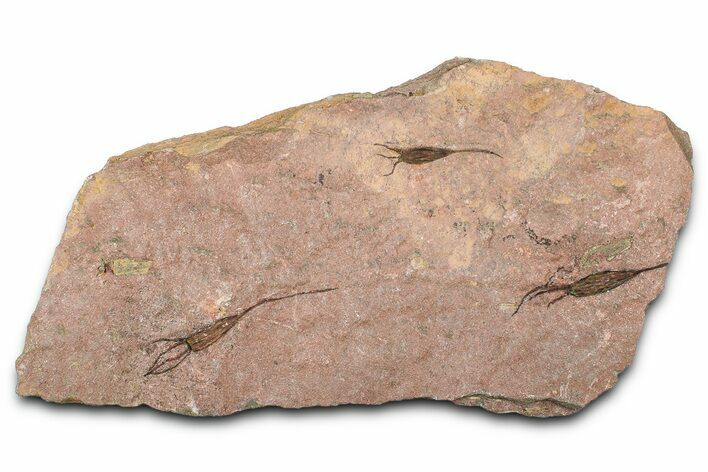 Eocrinoid (Ascocystites) Mortality Plate - Ordovician #376504